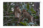 Stump-tailed macaques (Macaca arctoices) by Anonymous