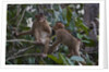 Stump-tailed macaques (Macaca arctoices) by Anonymous