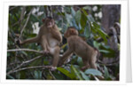 Stump-tailed macaques (Macaca arctoices) by Anonymous