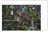 Stump-tailed macaques (Macaca arctoices) by Anonymous