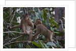 Stump-tailed macaques (Macaca arctoices) by Anonymous
