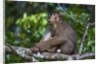Stump-tailed macaque (Macaca arctoices) by Anonymous