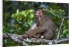 Stump-tailed macaque (Macaca arctoices) by Anonymous