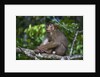 Stump-tailed macaque (Macaca arctoices) by Anonymous
