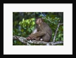 Stump-tailed macaque (Macaca arctoices) by Anonymous