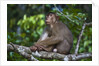 Stump-tailed macaque (Macaca arctoices) by Anonymous