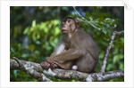 Stump-tailed macaque (Macaca arctoices) by Anonymous