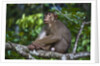 Stump-tailed macaque (Macaca arctoices) by Anonymous
