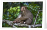 Stump-tailed macaque (Macaca arctoices) by Anonymous