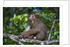 Stump-tailed macaque (Macaca arctoices) by Anonymous