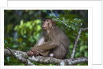 Stump-tailed macaque (Macaca arctoices) by Anonymous