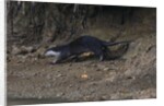 Hairy-nosed otter (Lutra sumatrana) by Anonymous