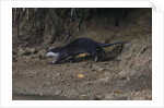Hairy-nosed otter (Lutra sumatrana) by Anonymous