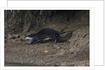Hairy-nosed otter (Lutra sumatrana) by Anonymous