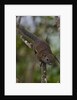 Bornean mountain ground squirrel (Dremomys everetti) on a branch by Anonymous