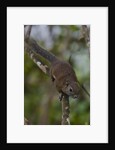 Bornean mountain ground squirrel (Dremomys everetti) on a branch by Anonymous