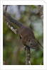 Bornean mountain ground squirrel (Dremomys everetti) on a branch by Anonymous