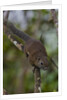 Bornean mountain ground squirrel (Dremomys everetti) on a branch by Anonymous