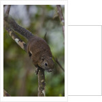Bornean mountain ground squirrel (Dremomys everetti) on a branch by Anonymous