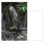 A Bornean bearded pig (Sus barbatus) by Anonymous