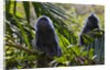 Troupe of silvery lutung or silvered leaf monkeys (Trachypithecus cristatus) by Anonymous