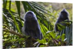 Troupe of silvery lutung or silvered leaf monkeys (Trachypithecus cristatus) by Anonymous