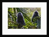 Troupe of silvery lutung or silvered leaf monkeys (Trachypithecus cristatus) by Anonymous