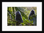 Troupe of silvery lutung or silvered leaf monkeys (Trachypithecus cristatus) by Anonymous