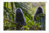 Troupe of silvery lutung or silvered leaf monkeys (Trachypithecus cristatus) by Anonymous