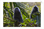 Troupe of silvery lutung or silvered leaf monkeys (Trachypithecus cristatus) by Anonymous