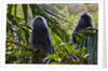 Troupe of silvery lutung or silvered leaf monkeys (Trachypithecus cristatus) by Anonymous