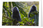 Troupe of silvery lutung or silvered leaf monkeys (Trachypithecus cristatus) by Anonymous