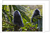 Troupe of silvery lutung or silvered leaf monkeys (Trachypithecus cristatus) by Anonymous