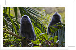 Troupe of silvery lutung or silvered leaf monkeys (Trachypithecus cristatus) by Anonymous