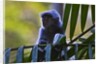 A silvery lutung or silvered leaf monkey (Trachypithecus cristatus) by Anonymous