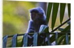 A silvery lutung or silvered leaf monkey (Trachypithecus cristatus) by Anonymous