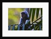 A silvery lutung or silvered leaf monkey (Trachypithecus cristatus) by Anonymous