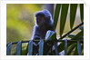 A silvery lutung or silvered leaf monkey (Trachypithecus cristatus) by Anonymous