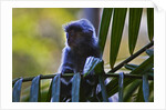 A silvery lutung or silvered leaf monkey (Trachypithecus cristatus) by Anonymous