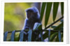 A silvery lutung or silvered leaf monkey (Trachypithecus cristatus) by Anonymous