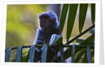 A silvery lutung or silvered leaf monkey (Trachypithecus cristatus) by Anonymous