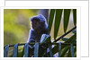 A silvery lutung or silvered leaf monkey (Trachypithecus cristatus) by Anonymous