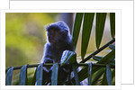 A silvery lutung or silvered leaf monkey (Trachypithecus cristatus) by Anonymous