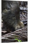 A Bornean bearded pig (Sus barbatus) by Anonymous