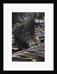 A Bornean bearded pig (Sus barbatus) by Anonymous