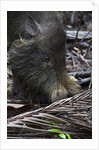 A Bornean bearded pig (Sus barbatus) by Anonymous