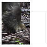 A Bornean bearded pig (Sus barbatus) by Anonymous