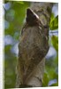 Colugo or Flying Lemur (Galeopterus variegatus) on a tree by Anonymous