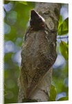 Colugo or Flying Lemur (Galeopterus variegatus) on a tree by Anonymous