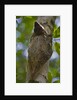 Colugo or Flying Lemur (Galeopterus variegatus) on a tree by Anonymous